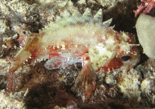 Coral Perch