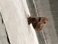 Callosamia angulifera