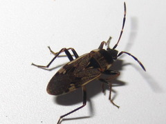 Panaorus csikii