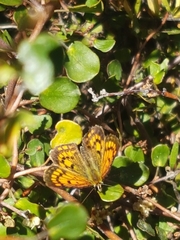Lycaena 'canterbury common copper'