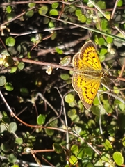 Lycaena 'canterbury common copper'