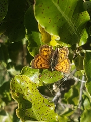 Lycaena 'canterbury common copper'