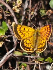 Lycaena 'canterbury common copper'