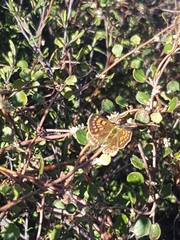Lycaena 'canterbury common copper'