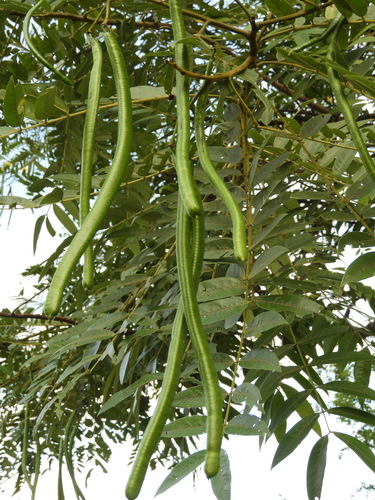 whitebark senna