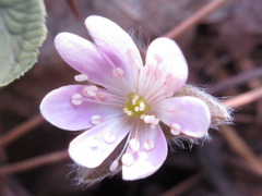 Hepatica nobilis