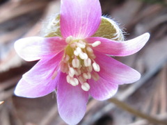 Hepatica nobilis