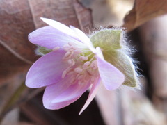 Hepatica nobilis
