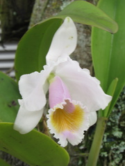 Cattleya