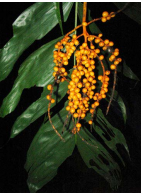 Chamaedorea pinnatifrons