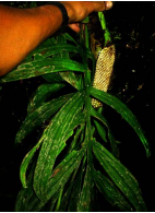 Monstera subpinnata