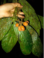 Unonopsis