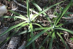 Agave angustifolia