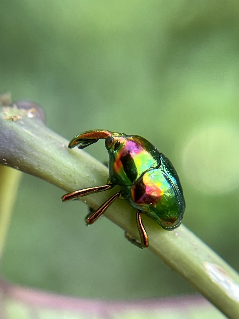 Jewel Weevil