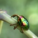 Jewel Weevil - Photo (c) Sandra H Statner, some rights reserved (CC BY), uploaded by Sandra H Statner