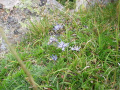 Phyteuma serratum