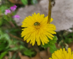 Diabrotica undecimpunctata