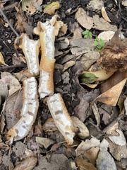 Verpa bohemica