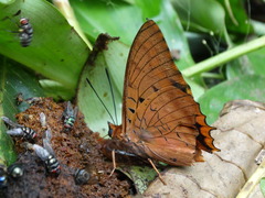Charaxes lucretius intermedius