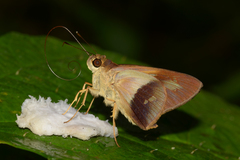 Calpodes longirostris