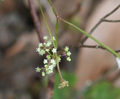 Platysace filiformis