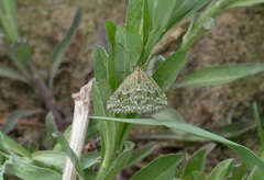 Evergestis frumentalis