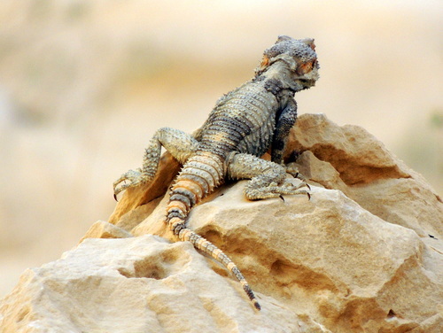 Laudakia vulgaris