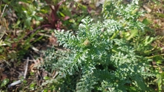 Reseda alba