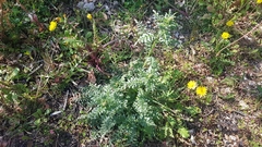 Reseda alba