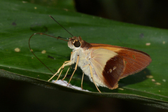 Calpodes longirostris