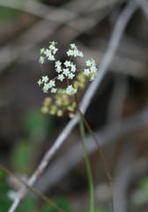Platysace filiformis