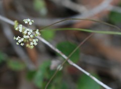 Platysace filiformis