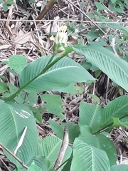Goeppertia macrosepala