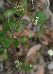 Platysace filiformis