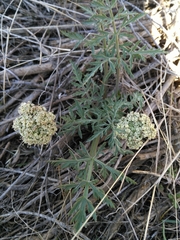 Lomatium nevadense