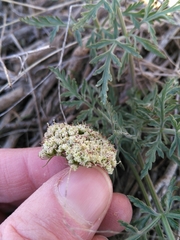 Lomatium nevadense
