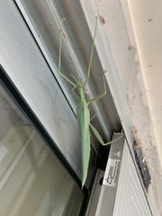 Tropidoderus gracilifemur