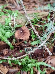 Auriscalpium vulgare