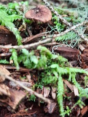 Auriscalpium vulgare