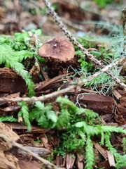 Auriscalpium vulgare