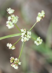 Platysace filiformis