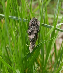 Canephora hirsuta