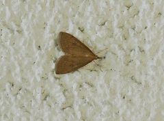 Udea accolalis
