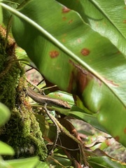 Emoia caeruleocauda