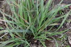 Carex flaccosperma