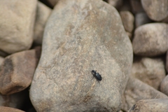 Actenonyx bembidioides