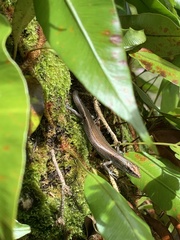 Emoia caeruleocauda