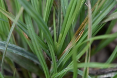 Carex flaccosperma