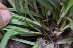 Carex flaccosperma