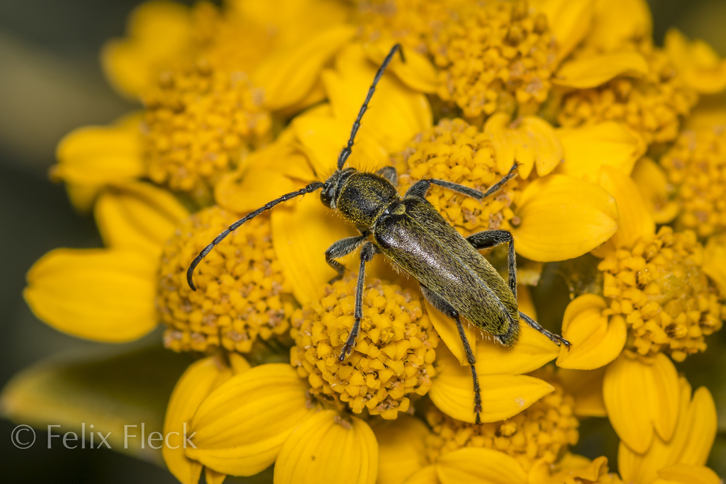 Ochraethes brevicornis